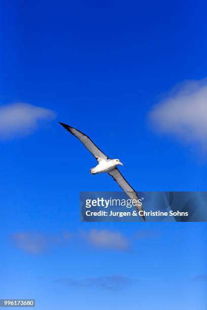 shy albatross (thalassarche cauta), adult, flying, cape of good hope, south africa - nationalpark table mountain stock-fotos und bilder