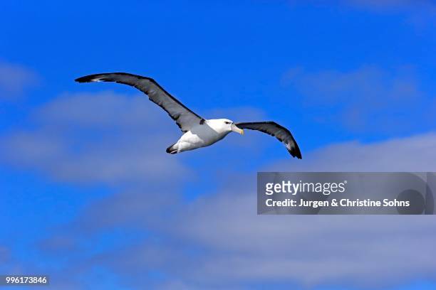 shy albatross (thalassarche cauta), adult, flying, cape of good hope, south africa - nationalpark table mountain stock-fotos und bilder