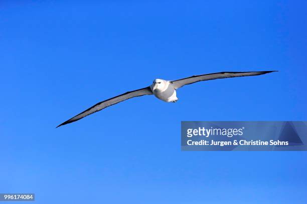 shy albatross (thalassarche cauta), adult, flying, cape of good hope, south africa - テーブルマウンテン国立公園 ストックフォトと画像