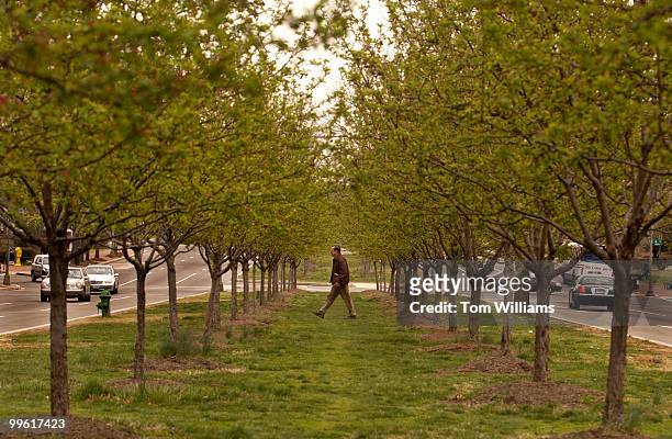 Man crosses the median of Pennsylvania Ave., SE, under a canopy of Cherry trees with green buds not quite ready to blossom.