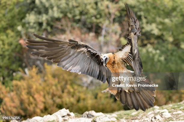 bearded vulture (gypaetus barbatus) landing, pyrenees, catalonia, spain - bearded vulture stock pictures, royalty-free photos & images