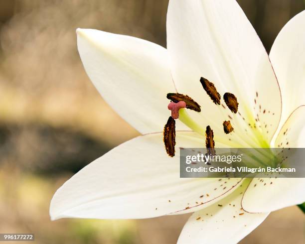 easter lily - gabriela foto e immagini stock