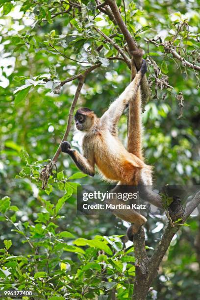 central american spider monkey or geoffroy's spider monkey (ateles geoffroyi), climbing on a tree, alajuela province, costa rica - alajuela province stock-fotos und bilder