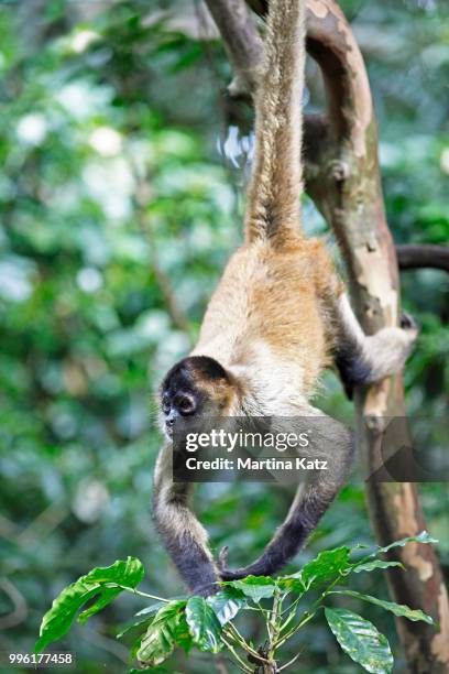 central american spider monkey or geoffroy's spider monkey (ateles geoffroyi), clinging to a tree with its tail, alajuela province, costa rica - alajuela province stock-fotos und bilder