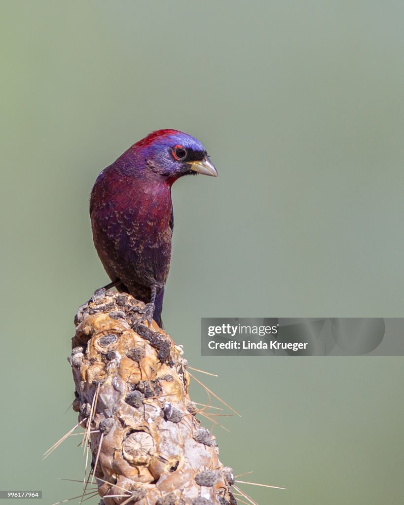 Varied Bunting