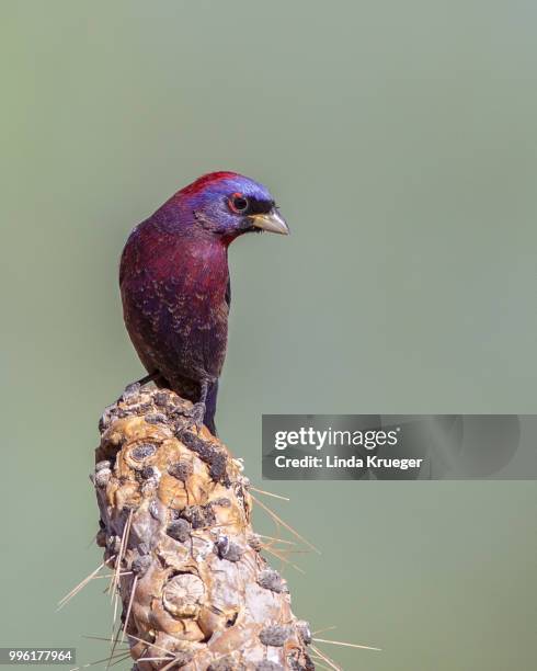 varied bunting - varied bunting stock pictures, royalty-free photos & images