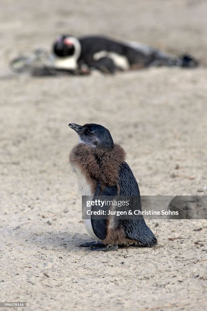 African Penguin (Spheniscus demersus), young moulting, Boulders Beach, Simon's Town, Western Cape, South Africa