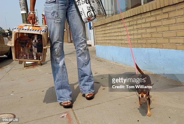 Kim Coates, owner of Pet Dreams, walks her chiuauas Chi Chi, on sidewalk, and Faith and Notorious, in carrier, down H St., NE, before opening the pet...