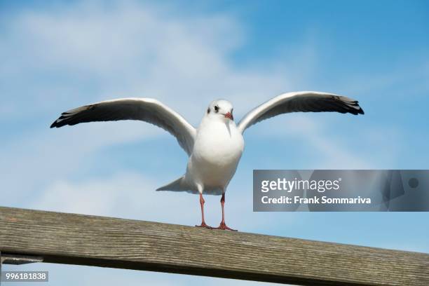 black-headed gull (larus ridibundus, chroicocephalus ridibundus) standing with spread wings on a railing, mecklenburg-western pomerania, germany - spread wings stockfoto's en -beelden
