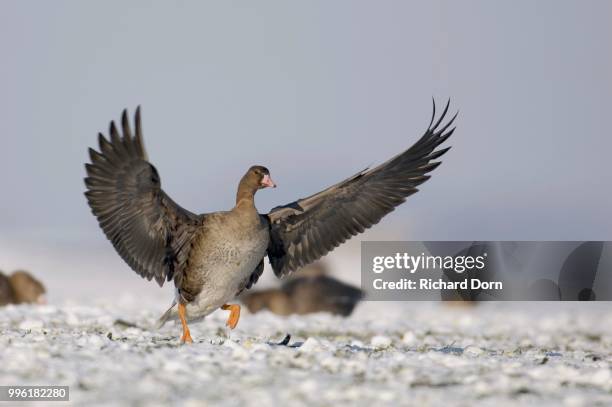 greater white-fronted goose (anser albifrons), juvenile landing in a meadow with snow, north rhine-westphalia, germany - snow white - fotografias e filmes do acervo