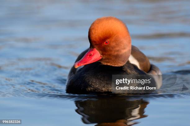 pochard (netta rufina), drake, north rhine-westphalia, germany - rufina stock pictures, royalty-free photos & images