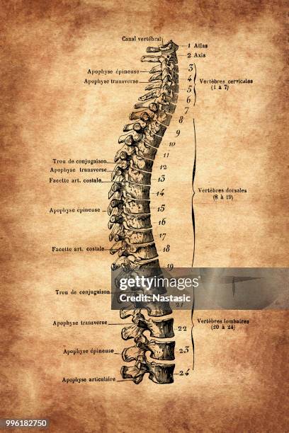 Spinal Columns Visual Spinal Column High-Res Vector Graphic - Getty Images