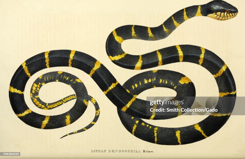 Mangrove Snake