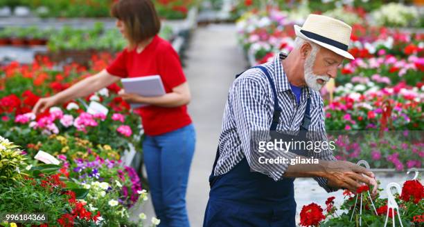 cultivadora de flores de invernadero. - lili gentle fotografías e imágenes de stock