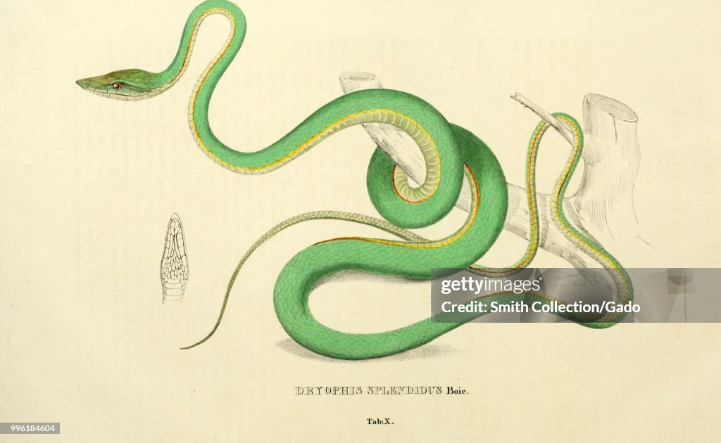Asian Vine Snake