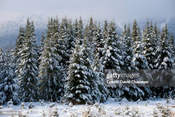 snow covered trees, bromont, eastern townships, quebec, canada - eastern townships stockfoto's en -beelden