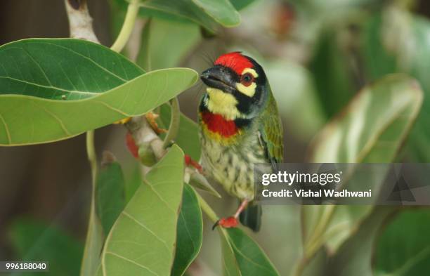 coppersmith barbet - euplectes orix stock pictures, royalty-free photos & images