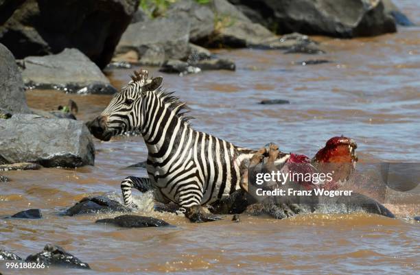 plains zebra (equus guagga), mortally wounded by crocodile attack, running ashore, nile crocodile (crocodylus niloticus), with bloody, open mouth, mara river, masai mara national reserve, kenya - ashore stock pictures, royalty-free photos & images