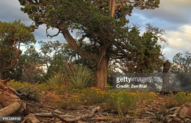 rabbitbrush and agave plants growing around a juniper tree in grand canyon national park, arizona - arid woodlands stock-fotos und bilder