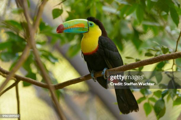 keel-billed toucan (ramphastos sulfuratus) perched on a tree branch, captive, alajuela province, costa rica - alajuela province stock-fotos und bilder