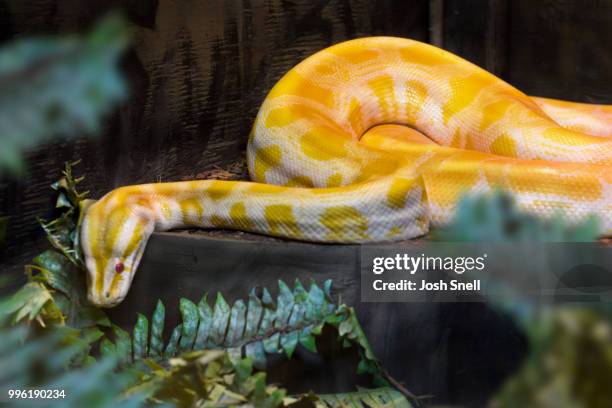 animals photo - indian python stock pictures, royalty-free photos & images