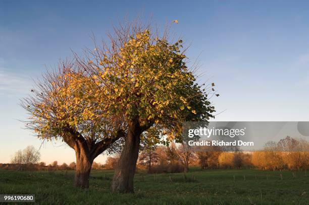 two small-leaved lime trees (tilia cordata) in autumn, coppiced, rheinberg, niederrhein or lower rhine region, north rhine-westphalia, germany - niederrhein stock-fotos und bilder