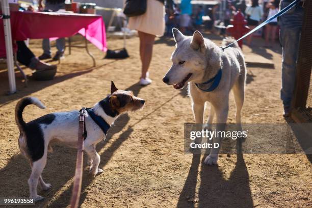 los angeles, usa - dog coat stock pictures, royalty-free photos & images