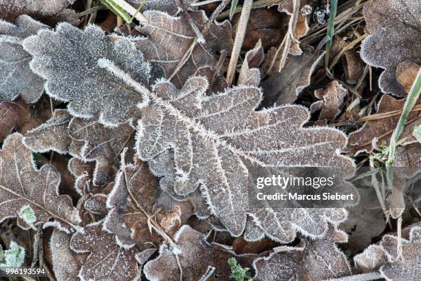 oak leaf with hoarfrost - oak leaf - fotografias e filmes do acervo