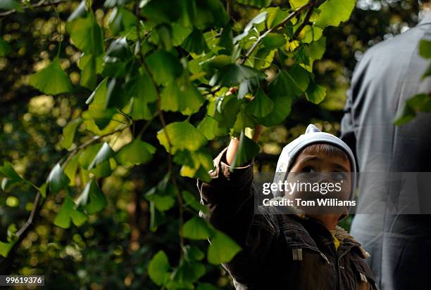 Farrukh Karimov of Azerbaijan, pulls a leaf off a ginkgo tree, at Longwood Gardens in chester County, Pa. About 30 ambassadors, embassy staff and...