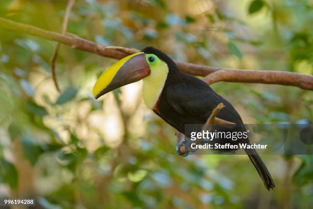 black-mandibled toucan (ramphastos ambiguus) perched on a tree branch, captive, alajuela province, costa rica - alajuela stockfoto's en -beelden