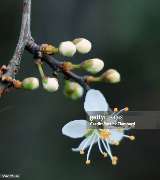 l'annonce du printemps - printemps - fotografias e filmes do acervo