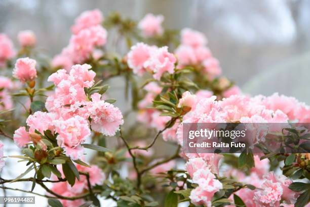 azaleas - raita stock pictures, royalty-free photos & images