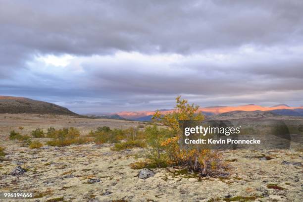 downy birch (betula pubescens) and reindeer lichen (cladonia rangiferina), fjell landscape in autumn, rondane national park, norway - cladonia stock pictures, royalty-free photos & images