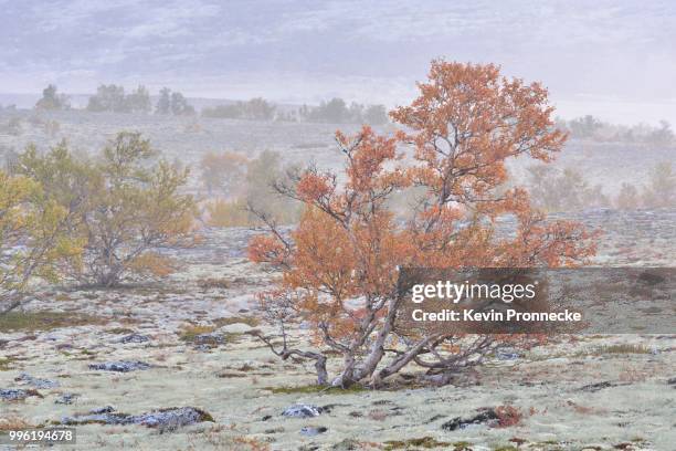 downy birch trees (betula pubescens) and reindeer lichen (cladonia rangiferina), fjell landscape in autumn with mist, rondane national park, norway - cladonia stock pictures, royalty-free photos & images