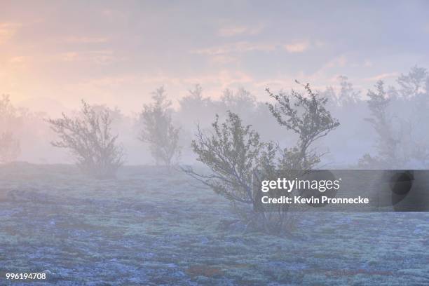 downy birch trees (betula pubescens) and reindeer lichen (cladonia rangiferina), fjell landscape in autumn with fog, rondane national park, norway - cladonia stock pictures, royalty-free photos & images
