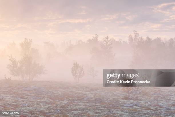 downy birch trees (betula pubescens) and reindeer lichen (cladonia rangiferina), fjell landscape shrouded in autumn fog, rondane national park, norway - cladonia stock pictures, royalty-free photos & images