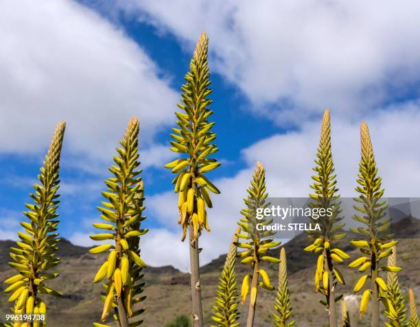 aloe vera (aloe vera), gran canaria, canary islands, spain - alovera stock pictures, royalty-free photos & images