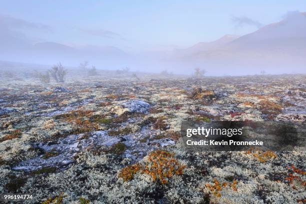 reindeer lichen (cladonia rangiferina), fjell landscape with autumn fog, rondane national park, norway - cladonia stock pictures, royalty-free photos & images