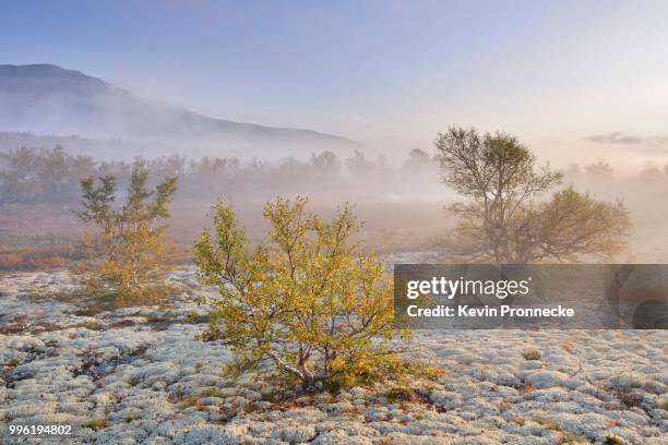 downy birch trees (betula pubescens) and reindeer lichen (cladonia rangiferina), fjell landscape with autumn fog, rondane national park, norway - cladonia stock pictures, royalty-free photos & images
