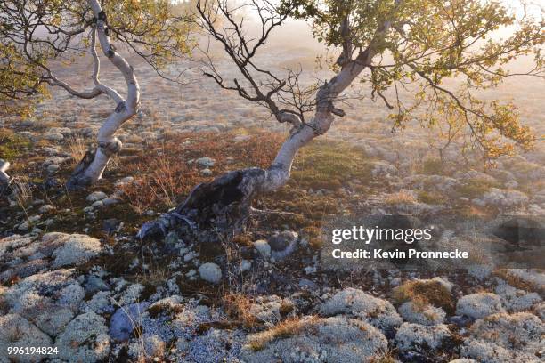 downy birch trees (betula pubescens) and reindeer lichen (cladonia rangiferina), fjell landscape in autumn, rondane national park, norway - cladonia stock pictures, royalty-free photos & images