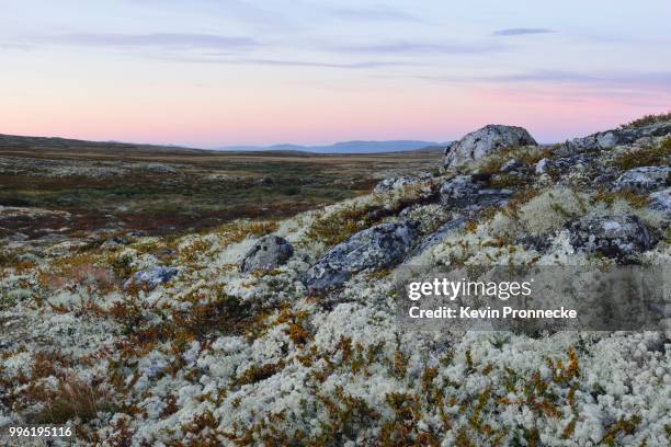 reindeer lichen (cladonia rangiferina), fjell landscape in autumn, ringebufjellet, norway - cladonia stock pictures, royalty-free photos & images