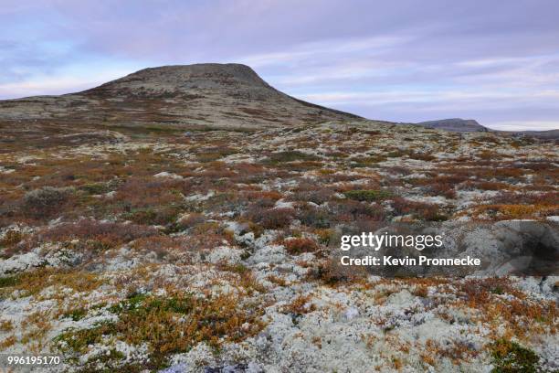 reindeer lichen (cladonia rangiferina), fjell landscape in autumn, ringebufjellet, norway - cladonia stock pictures, royalty-free photos & images