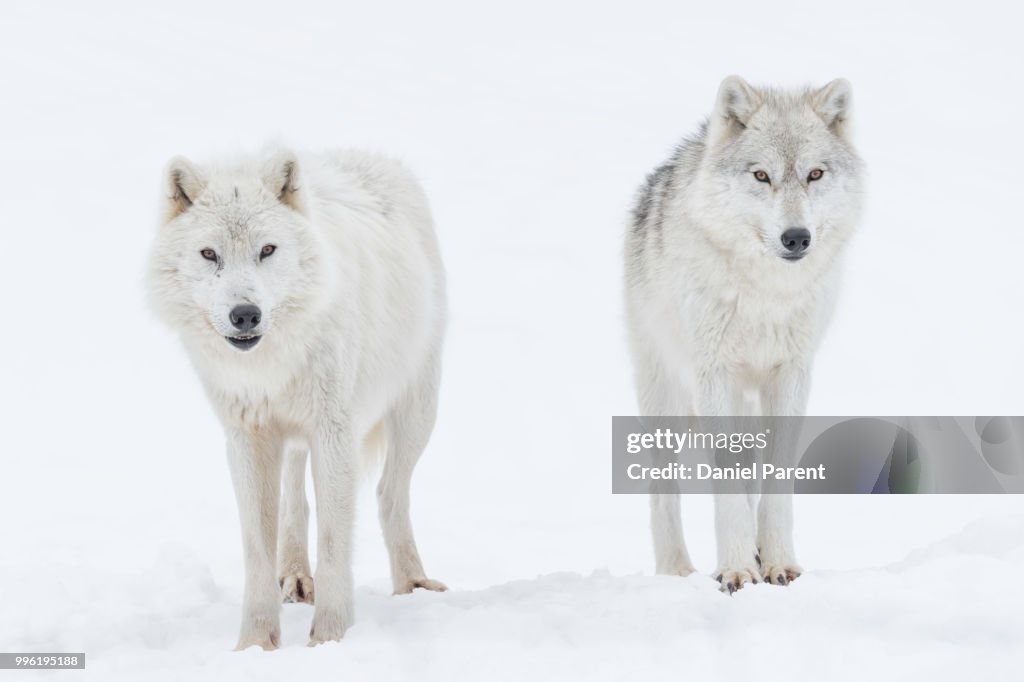 Two Wolves Hd Two Wolves Images _ 1,000+ Best Wolf Photos · 100% Free Download – KEXEE