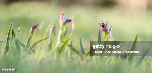 los lunes al sol - anillo stock pictures, royalty-free photos & images