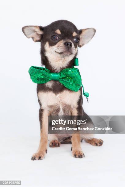 chic chihuahua - gemak stock pictures, royalty-free photos & images