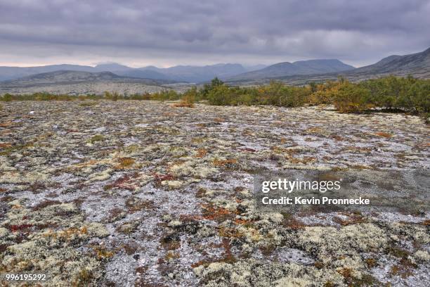 reindeer lichen (cladonia rangiferina), fjell landscape in autumn, rondane national park, norway - cladonia stock pictures, royalty-free photos & images