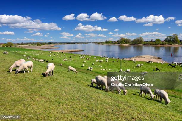 sheep grazing on a dyke, vierlande and marschlande region, hamburg, germany - deich stock-fotos und bilder