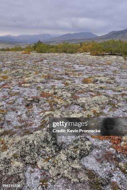 reindeer lichen (cladonia rangiferina), fjell landscape in autumn, rondane national park, norway - cladonia stock pictures, royalty-free photos & images