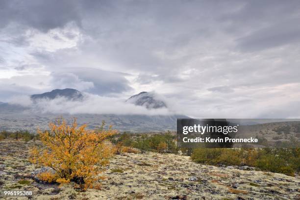 downy birch trees (betula pubescens) and reindeer lichen (cladonia rangiferina), fjell landscape in autumn, at the back the peaks of the stygghoein mountain range, stygghoin, rondane national park, norway - cladonia stock pictures, royalty-free photos & images