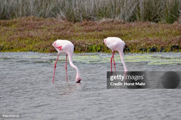 lesser flamingos (phoenicopterus minor), west coast national park, langebaan, western cape, south africa - lesser flamingo stock pictures, royalty-free photos & images